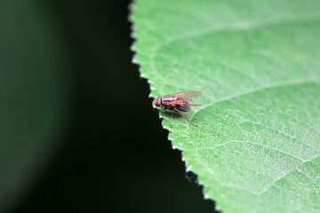 Flies on wild plants, North China