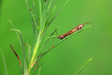 Lepidoptera insects in the wild, North China
