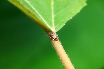 Longicorn on wild plants, North China