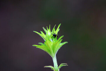 Weevil on wild plants, North China