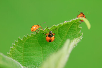 Hemiptera bugs in the wild, North China