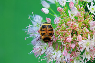 Coleoptera Chrysomelidae insects, North China