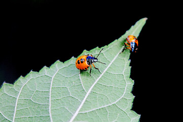Hemiptera bugs in the wild, North China