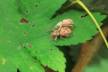 Weevil on wild plants, North China