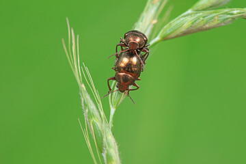 Leaf beetle on wild plants, North China