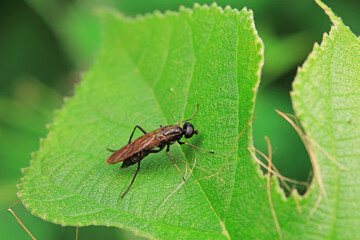 Gadfly on wild plants, North China