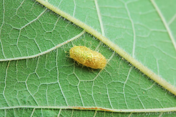 Insect cocoon shells on wild plants, North China