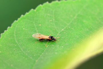 Ants in the wild, North China