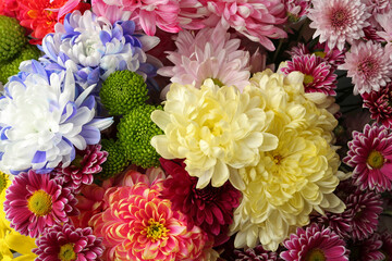 Many different beautiful chrysanthemums as background, closeup