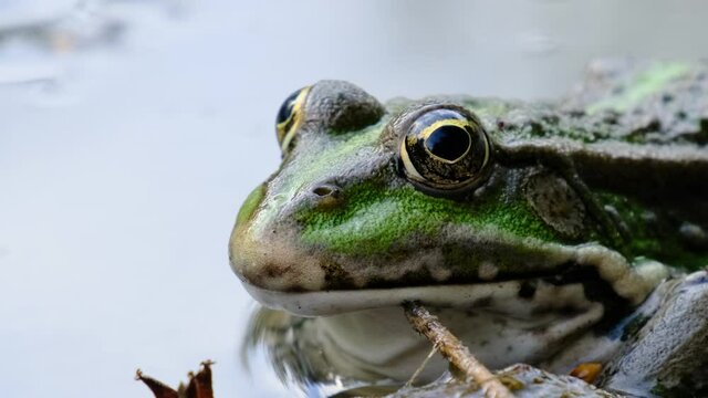 Portrait of Green Frog Sits on the Shore by the River, Close-up. Big Funny Toad eyes, stirs his nostrils, and breathes. The frog is waiting. Pelophylax esculentus. Summer sunny day