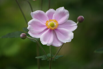 pink and white flower