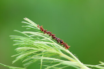 Insect eggs on wild plants, North China