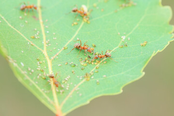 Ants in the wild, North China