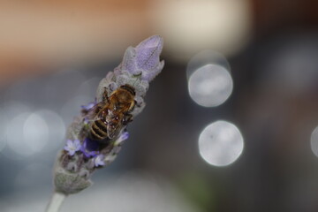 dew on a flower