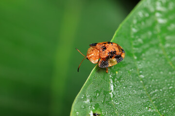 Hispidae family insect crawl on plants, North China