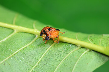 Hispidae family insect crawl on plants, North China