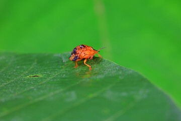 Hispidae family insect crawl on plants, North China