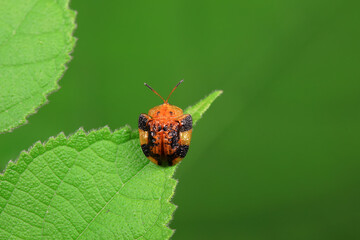Hispidae family insect crawl on plants, North China
