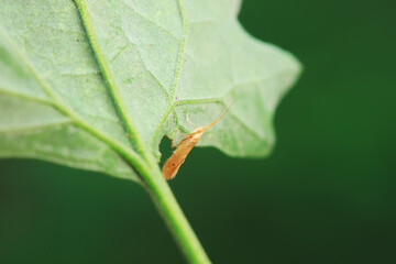 Lepidoptera insects in the wild, North China
