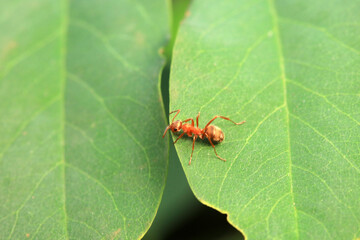 Ants in the wild, North China