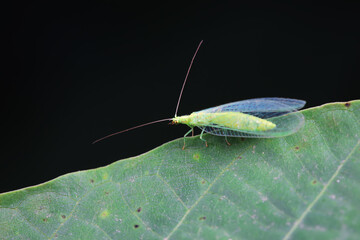A functional insect of the order Neuroptera in the wild, North China