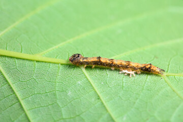 Lepidoptera larvae in the wild, North China