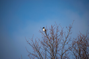 A magpie on a tree is watching