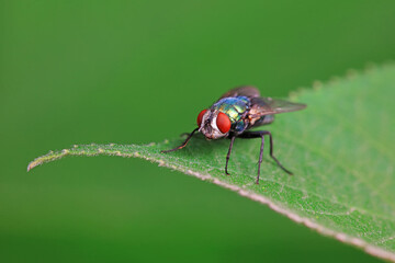 Flies on wild plants, North China