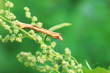 Lepidoptera larva inchworm in the wild, North China