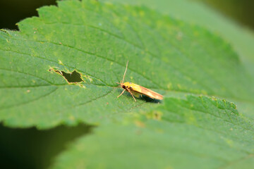 Lepidoptera insects in the wild, North China