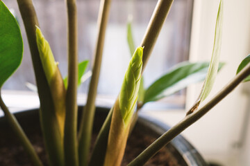 New sprout Zamioculcas plant on a white background.