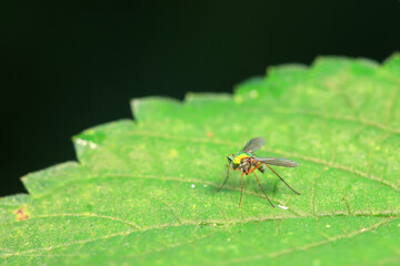 Gadfly on wild plants, North China