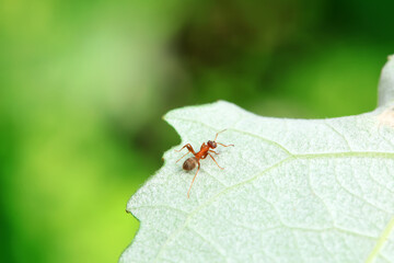 Ants in the wild, North China