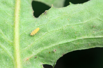 Ladybugs on wild plants, North China