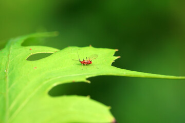 Aphids in the wild, North China