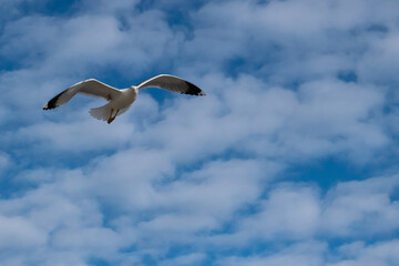 bird on blue sky with spread wings