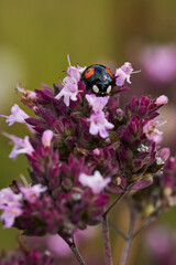 Marienkäfer auf lila Herbstblumen