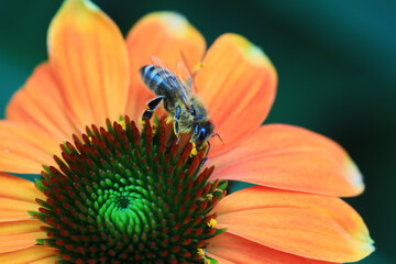 Bees bloom on pine cones and chrysanthemums in the park, Beijing