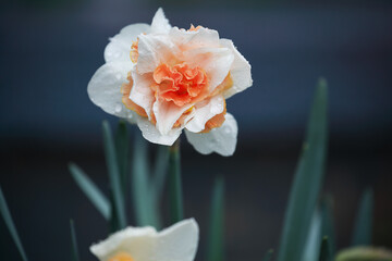 White and peach color pink Daffodil Replete flower wet from a spring rain blooming in the garden. Selective focus with blurred foreground and background.