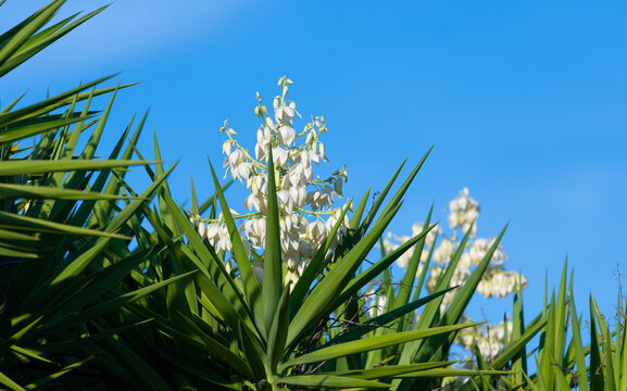 Flowers of Yucca aloifolia or Spanish bayonet tree, on the Algarve coast in Portugal.