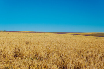 a field of ripe yellow wheat before harvest landscape