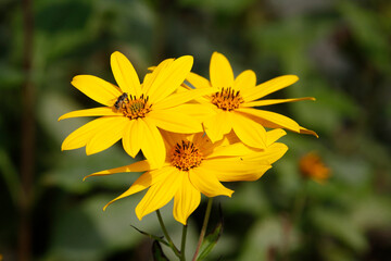 blühender Gelber Sonnenhut, Blumen, Deutschland
