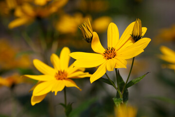 blühender Gelber Sonnenhut, Blumen, Deutschland
