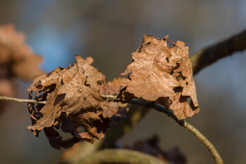 Dry leaves of a pedunculate oak, Quercus petraea, in an autumn color. Beige dried leaves on the tree, beautiful autumn