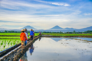 Farmers are walking in the fields with mountain on background. Perfect for agricultural background concept. 