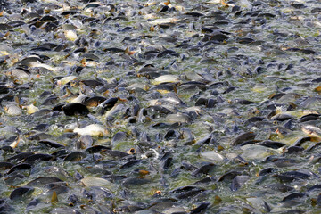 Many carp feed in the water