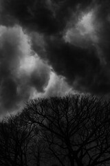 Obraz premium storm clouds over the tree