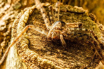 Close up spider on tree, out door Chiangmai Thailand