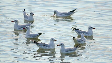 A group of Seagulls swimming in blue water and looking for food