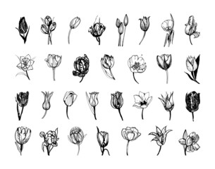 Collection of monochrome illustrations of tulip in sketch style. Hand drawings in art ink style. Black and white graphics.